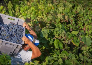 ASAE apreende 10 toneladas de uvas na Região Demarcada do Douro