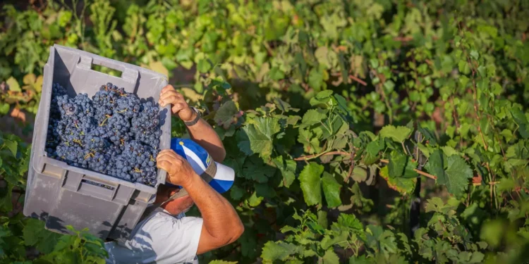 ASAE apreende 10 toneladas de uvas na Região Demarcada do Douro