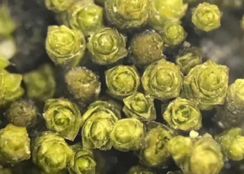 Nova espécie de musgo descoberta na costa do Deserto do Atacama no Chile