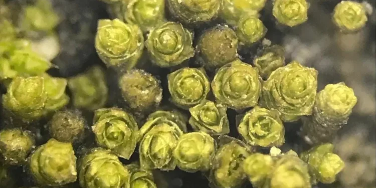 Nova espécie de musgo descoberta na costa do Deserto do Atacama no Chile