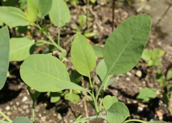 Falsa couve: família confunde planta com fumo em Minas Gerais