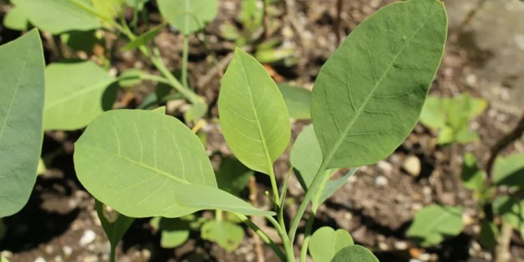 Falsa couve: família confunde planta com fumo em Minas Gerais