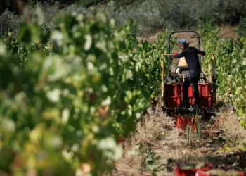 Onde trabalham, vivem e nascem os imigrantes em Portugal?