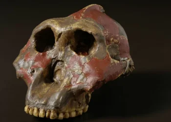 Novos fósseis revelam mãos e capacidades dos primeiros hominídeos