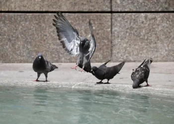 Columbódromo Nacional inaugurado em Mira após investimento de 500 mil euros