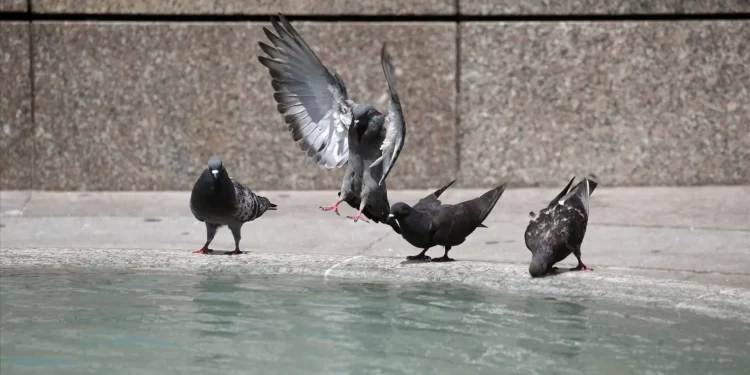 Columbódromo Nacional inaugurado em Mira após investimento de 500 mil euros