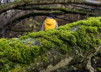 Musgo sobrevive nove meses no espaço e reproduz-se na Terra