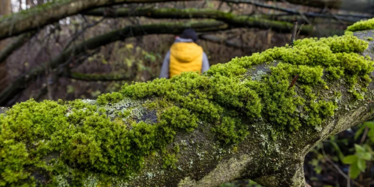 Musgo sobrevive nove meses no espaço e reproduz-se na Terra