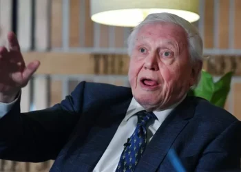 Hiena grávida, cães famintos e um leão salvador: novo documentário de Attenborough mostra episódio insólito