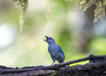 Humanos alteram diversidade de aves nas florestas tropicais secas do Equador