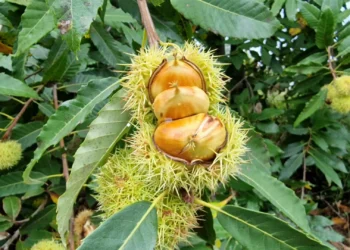 Incêndios e seca provocam quebra de 75% na produção da castanha martaínha