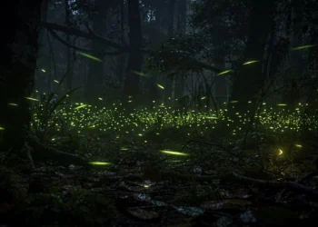 O interruptor invisível que o vaga-lume usa para acender no momento exato no meio da noite