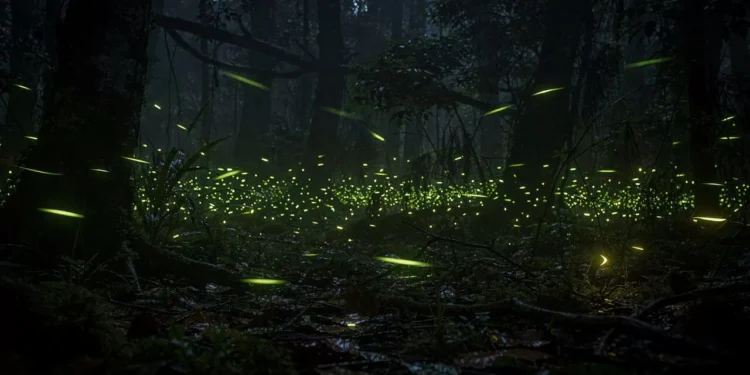 O interruptor invisível que o vaga-lume usa para acender no momento exato no meio da noite