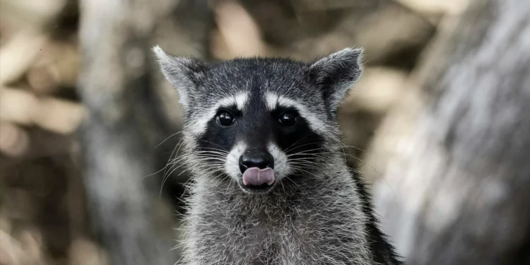 Guaxinim embriagado desmaiou ao lado de uma sanita de uma loja de bebidas alcoólicas