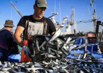 Portugal vai pescar menos carapau, solha e linguado em 2026. Governo considera acordo europeu “positivo”
