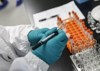 Cientistas identificam em Portugal bactéria que reduz inflamação intestinal e trava infeção