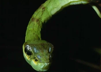 8 animais que enganam outros seres vivos para sobreviver