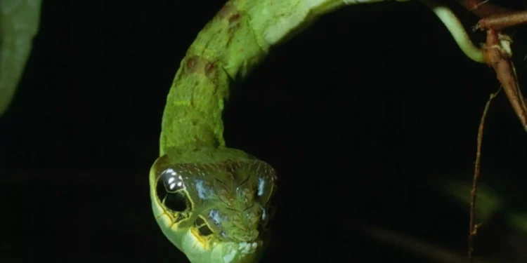 8 animais que enganam outros seres vivos para sobreviver