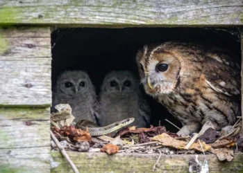 O motivo curioso de as corujas manterem cobras cegas como babás de seus filhotes