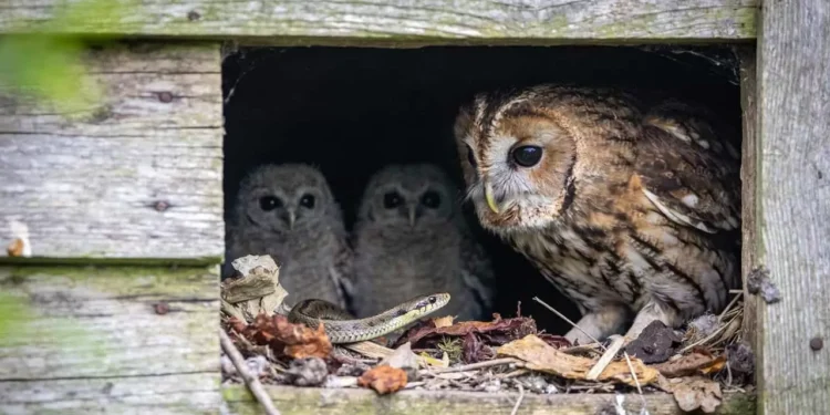 O motivo curioso de as corujas manterem cobras cegas como babás de seus filhotes