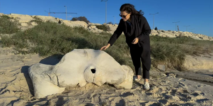Osso de baleia com milhares de anos deu à costa em praia da Figueira da Foz