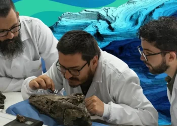 Descobertos fósseis de três répteis marinhos do período Cretácico na Colômbia