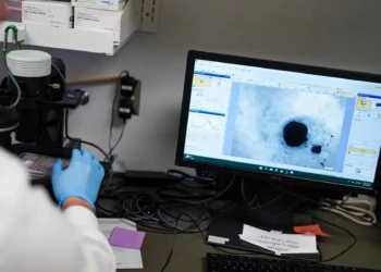 Cientistas desenvolvem mini coração humano para estudos sobre arritmia