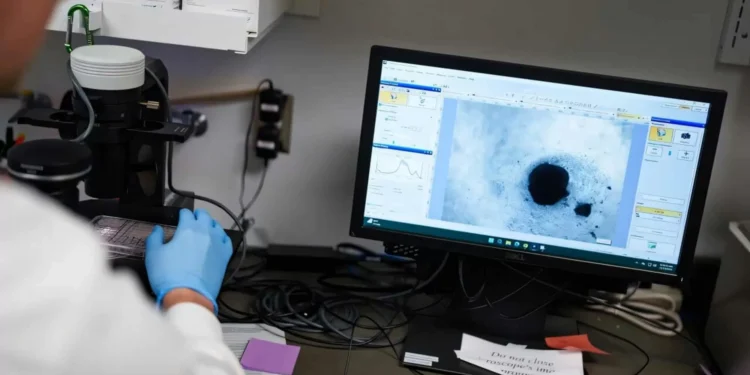 Cientistas desenvolvem mini coração humano para estudos sobre arritmia