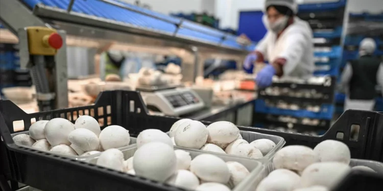 CUGA estima produzir 6,5 mil toneladas de cogumelos frescos e faturar 24 milhões de euros em 2026