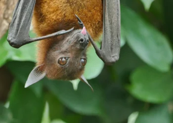 Conhece o Vírus Nipah? Entenda sintomas, formas de contágio e se pode chegar ao Brasil