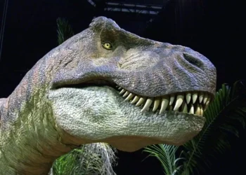Um pedacinho de cada vez, dinossauro T-Rex crescia sem parar até aos 40 anos
