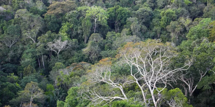 BNDES seleciona 7 fundos de investimento para Chamada de Clima; veja os escolhidos