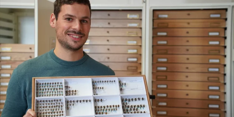 Abelhas europeias em risco: 10% das espécies estão ameaçadas de extinção