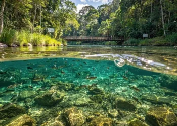 Nem maldivas, nem Cancún: O destino brasileiro que virou o primeiro ‘carbono neutro’ do mundo