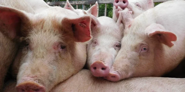 Caso de gripe suína detetado num humano na Catalunha